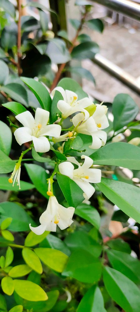 陽台上的花草天地
