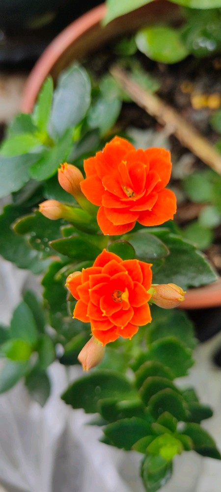 陽台上的花草天地