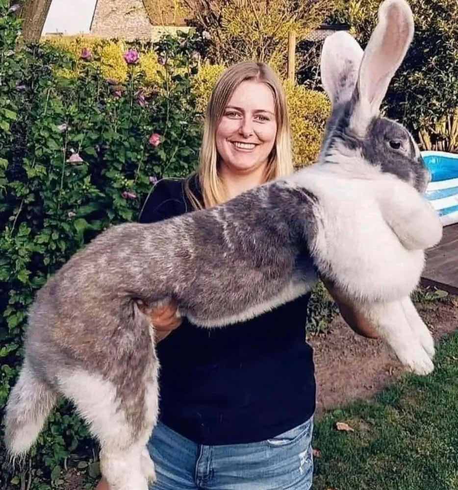  Continental Giant Rabbit 19 