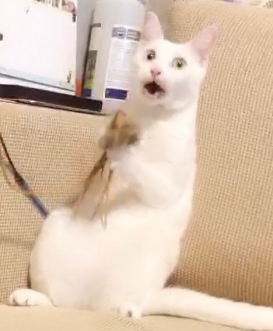 又提早醒了 - 爆廢公社 | 爆料公社