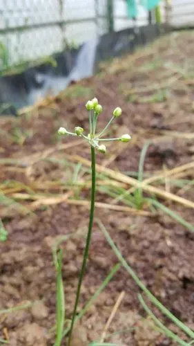 蕗蕎開花了 花草本一家 爆料公社