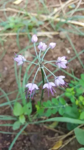 蕗蕎 花草本一家 爆料公社