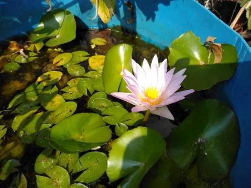 子母蓮 香水蓮 花草本一家 爆料公社 子母蓮 香水蓮 花草本一家 爆料公社