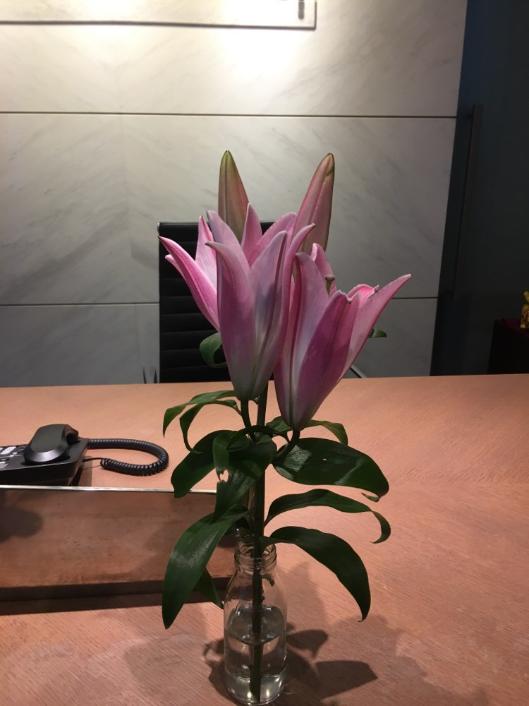 百合花開了我又先把粉蕊莢先拔掉了沾到花粉可是洗不掉的 爆廢公社 爆料公社