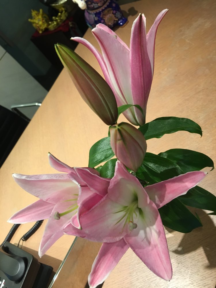 百合花開了我又先把粉蕊莢先拔掉了沾到花粉可是洗不掉的 爆料公社