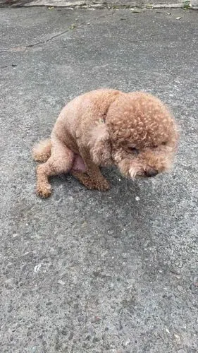 打架打到自己掰咖 汪星人 爆料公社