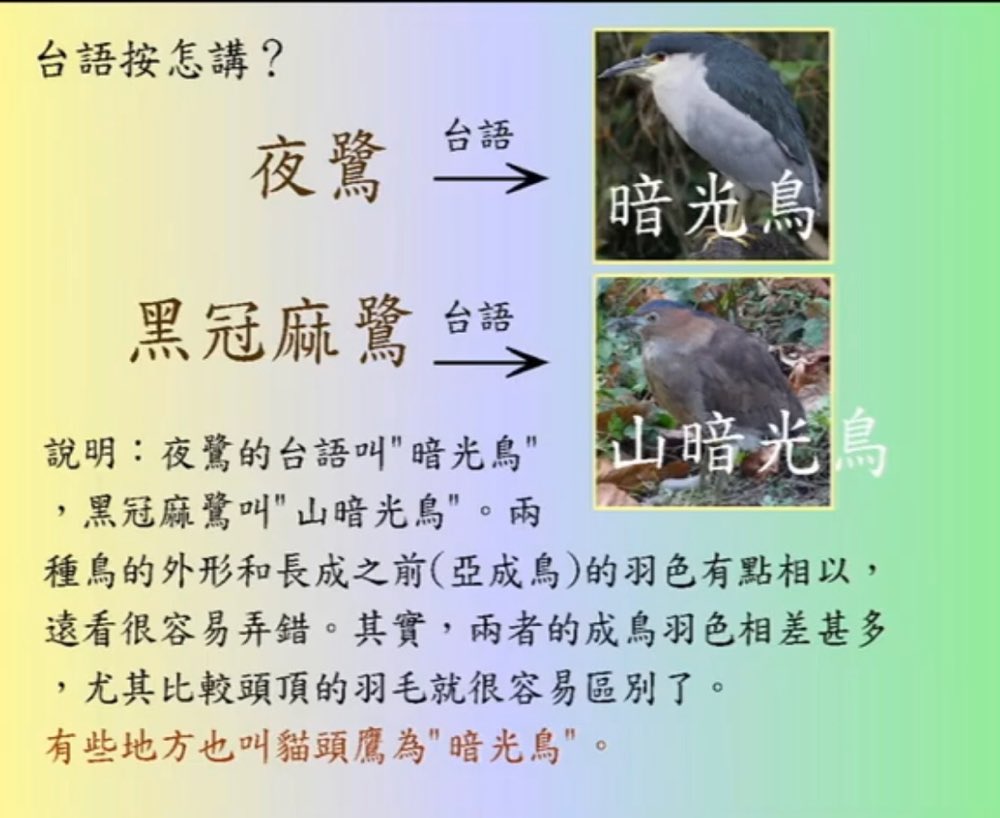 貓頭鷹的台語查一查有多種念法 羅馬拼音有點微妙 有興趣的可自己查看看喔查的過程看到好多 生字 像獨角仙 鯨魚啊 念法挺有趣的