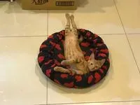 百裡大鯢