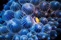 哈啦海葵