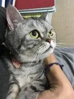 小葉