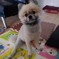puppy701127