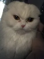 樹蛙爺攔轎
