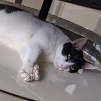 蛋蛋先生