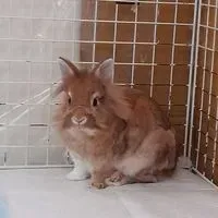 跳躍小奶油獅