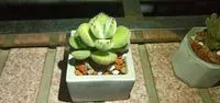 帝盡