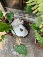 倪怪鳥