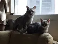毛小糟