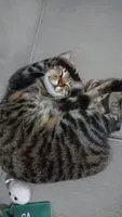 查理王