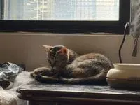 齊