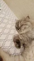 屑屑爸