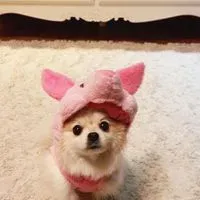 香吉