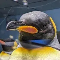 阿哩不達