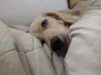 鄭小源