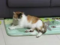 喵喵兒