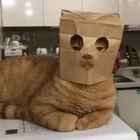 放開那個雞腿