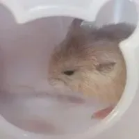 紫羽昕璃