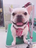 SiaoB