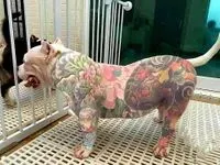 天然棒狗
