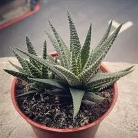 南化快推白頸長尾雉