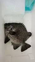 fisher