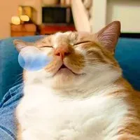 ᴀɴɴ
