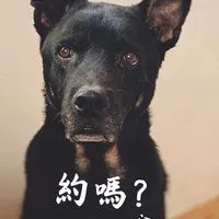 who get the dog out o.olll
