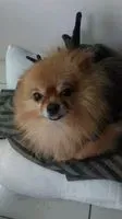 牛鈴lin