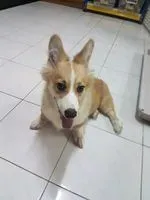 Joey雲兒