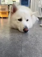 優質狐狸