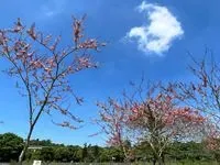 妖精尾巴