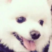 飛飛