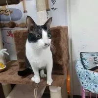 喵蘭