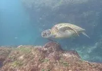 六羽逍遙