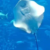 微微一笑很好笑