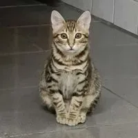 班荔枝