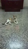 小豬豬