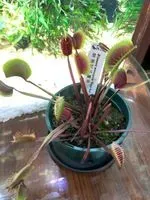有限元素