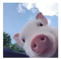 言必行