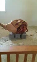 單純屁孩