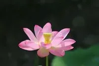 風吹鈴動